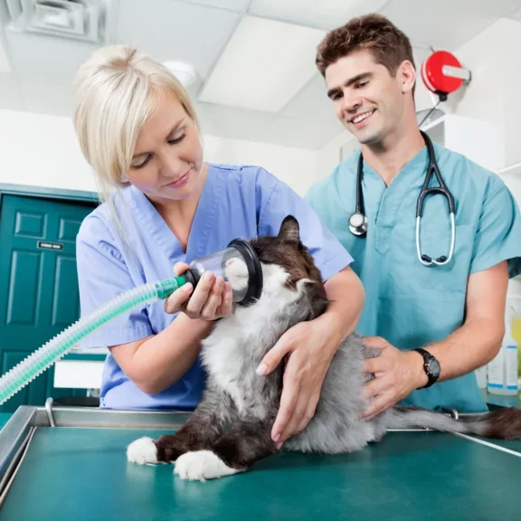 Vets administer oxygen to a cat